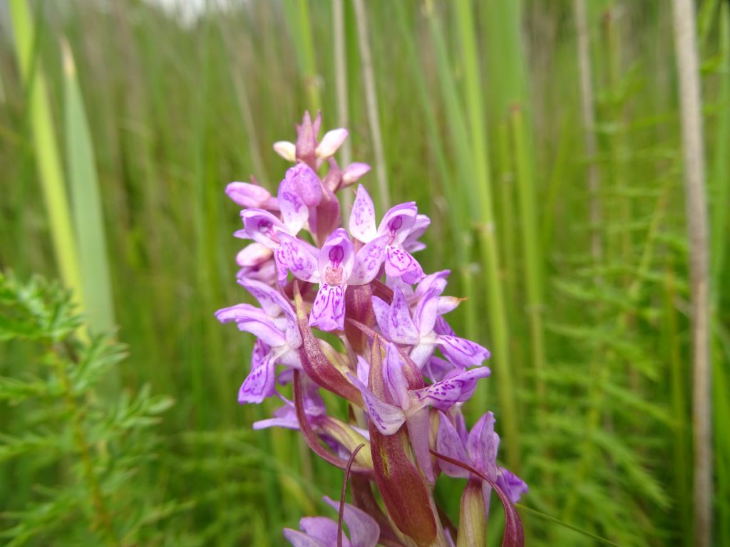 Dactylorhiza incarnata subsp. incarnata